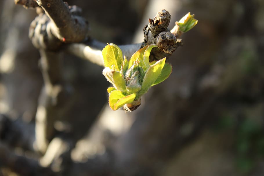 spring, bud, leaf, branch, apple tree, twig, season, trees HD wallpaper