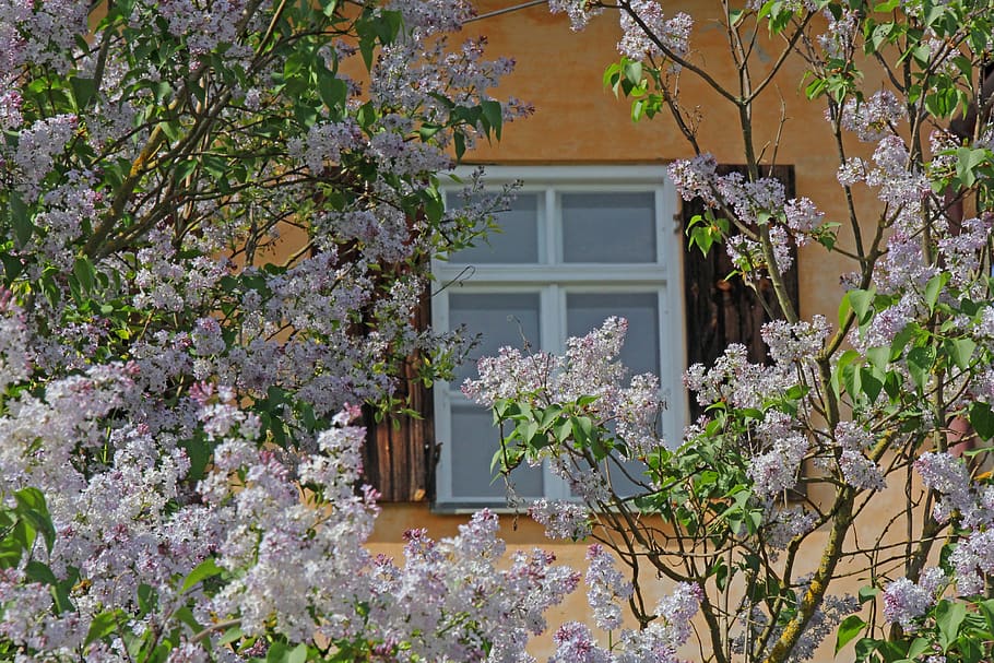 window, background, flowers, nature, window frames, bush, old HD wallpaper