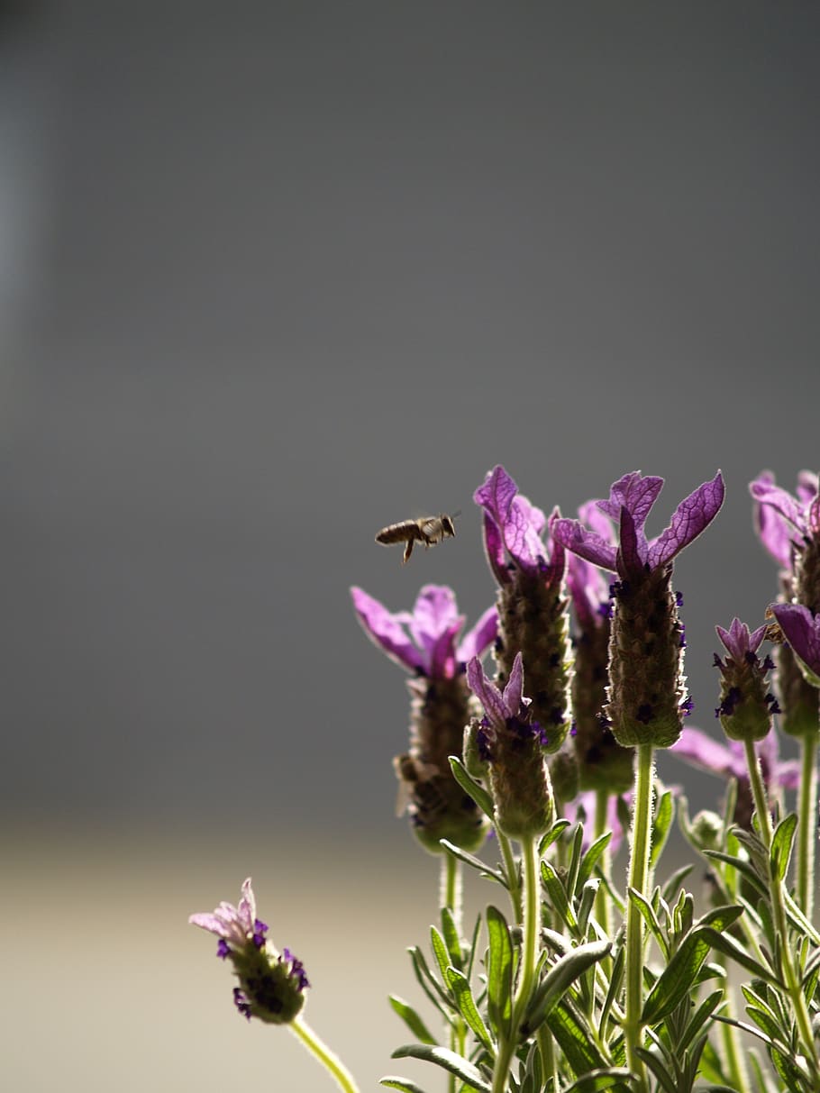 bee, in flight, lavender, insect, invertebrate, animals in the wild HD wallpaper