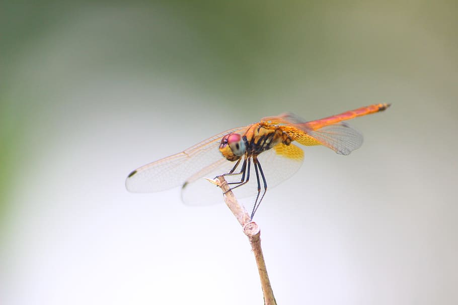 dragonfly, insect, nature, animals, eye, texture, green, bug HD wallpaper