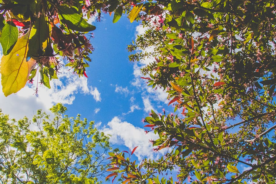 canada, uxbridge, blue sky, clouds, trees, spring, summer, leaves HD wallpaper