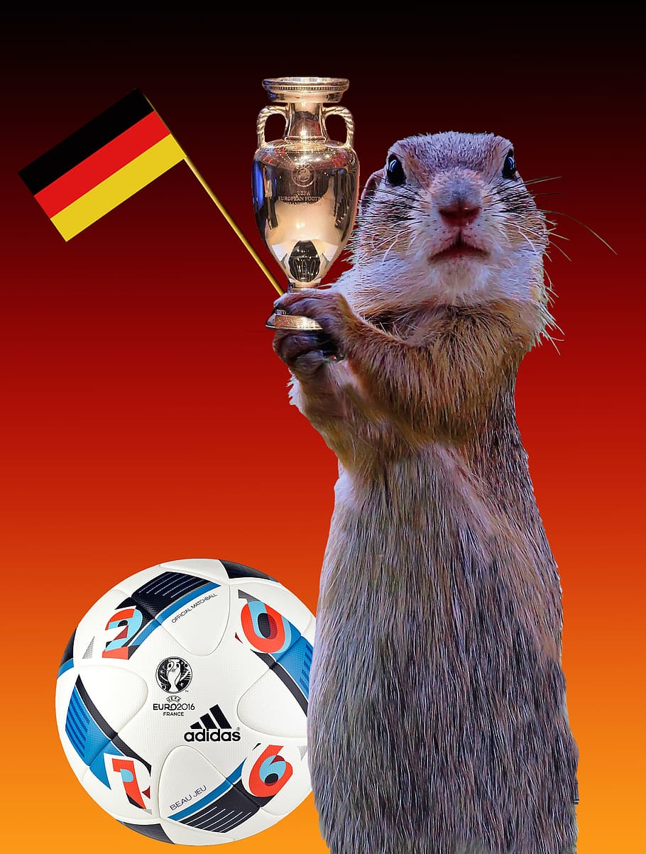 fifa, soccer, object, rat, mouse, squirrel, ball, football HD wallpaper