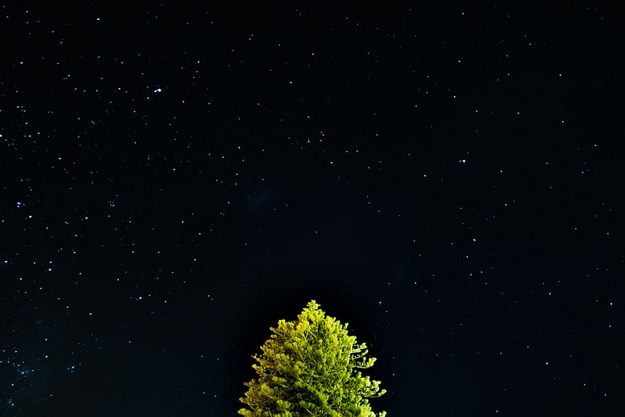 green tree under starry night, space, star - space, astronomy HD wallpaper