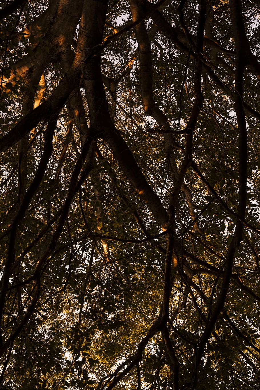 Low Angle Photo of Tree Branches, environment, growth, low angle photography HD wallpaper