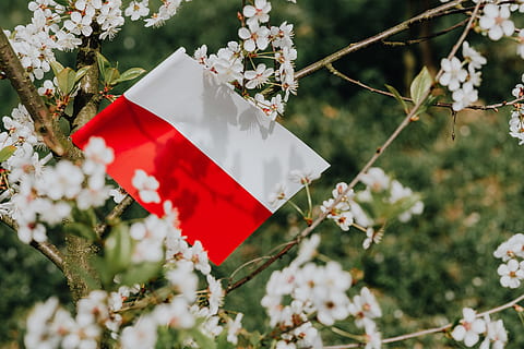 Flag of Poland - Polska Flaga, nature, Europe, tree, polish, national HD wallpaper