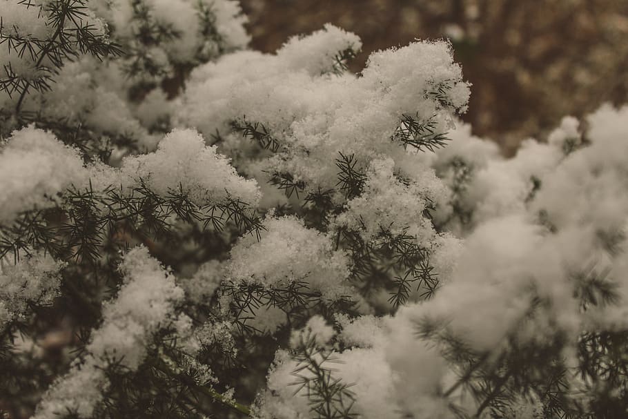 italy, muggia, leaf, snow, wind, focus, macro, plant, tree HD wallpaper
