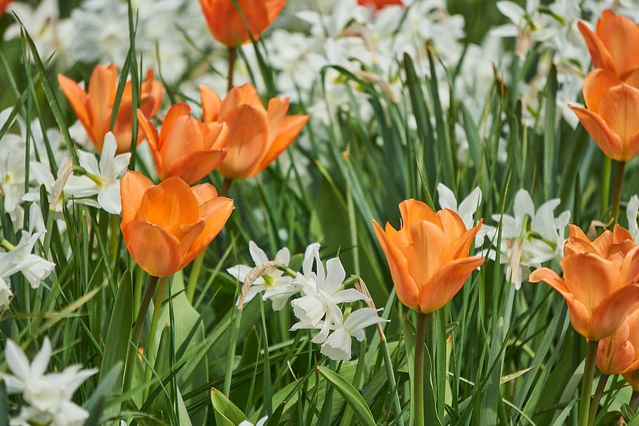 tulip, blossom, bloom, red, white, field, spring, garden, nature HD wallpaper