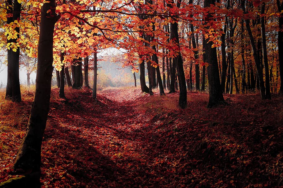 Red Autumn Trees, backlit, dawn, environment, forest, light, nature HD wallpaper