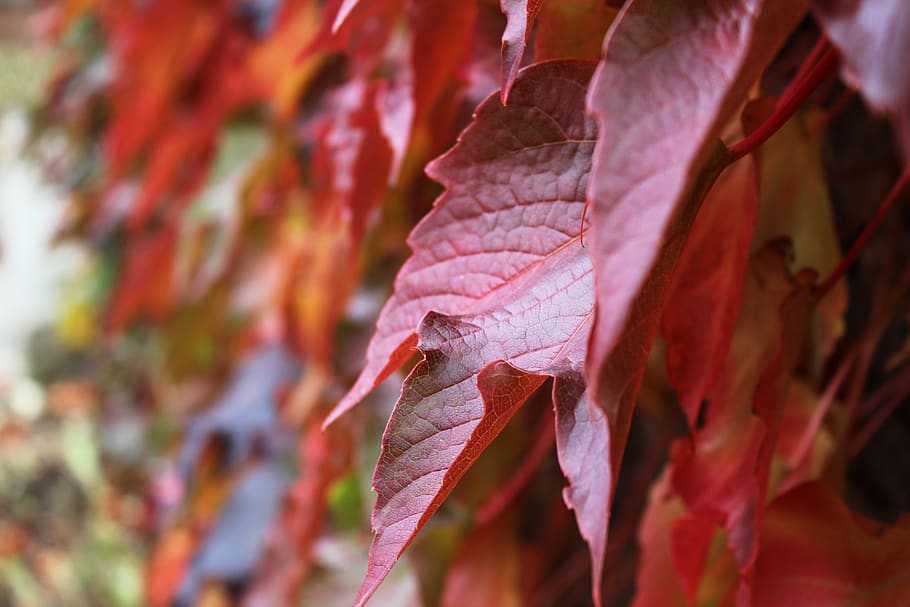 autumn, fall, leaves, red, close-up, beauty in nature, leaf HD wallpaper