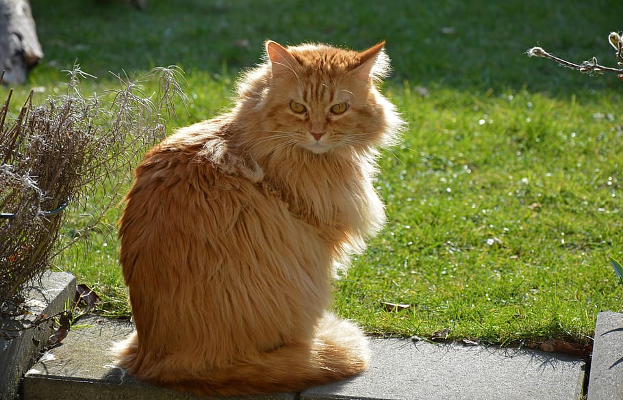 cat, view, backlight, sitting, attention, garden, kitten, statuette HD wallpaper
