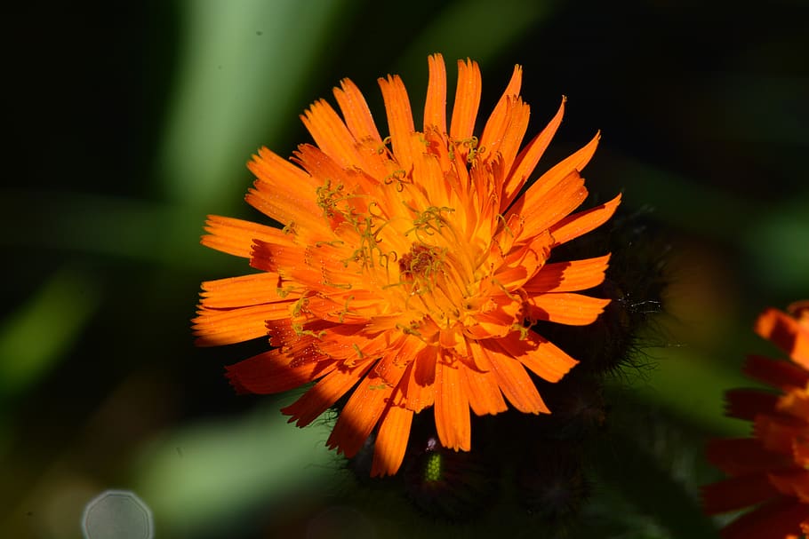 flower, orange, macro, natural, garden, summer, petal, beauty HD wallpaper