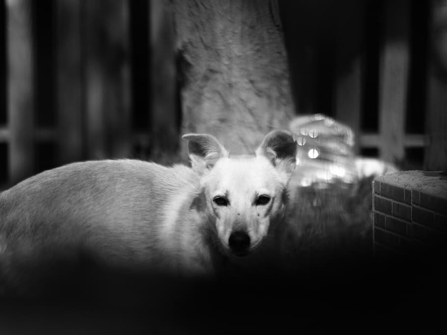 spain, valencia, one animal, portrait, mammal, looking at camera HD wallpaper