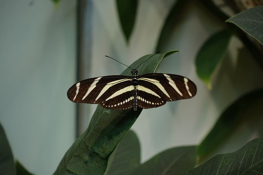 butterfly, longwing, black, green, insects, subtropical, nature HD wallpaper