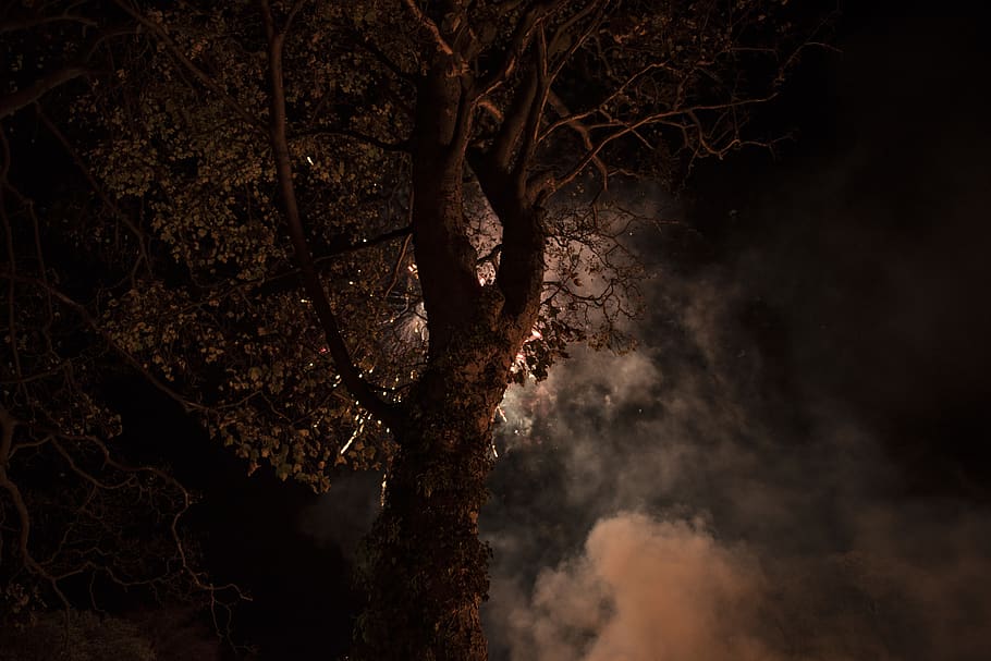 darkness, nightscape, smoke, fireworks, light, tree, plant HD wallpaper