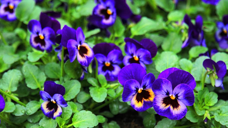 pansy, spring, flowers, easter, spring flower, bloom, violaceae HD wallpaper