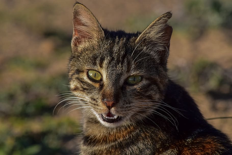 cat, stray, eyes, face, wild, animal, portrait, tabby, mammal HD wallpaper