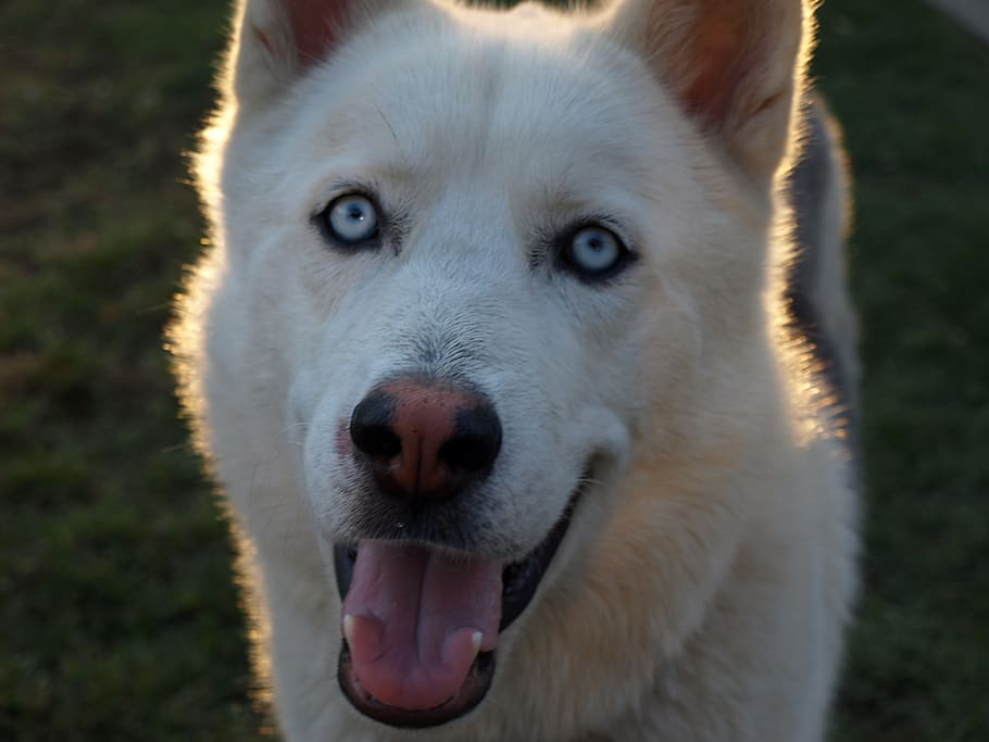 husky, dog, one animal, animal themes, mammal, domestic, canine HD wallpaper