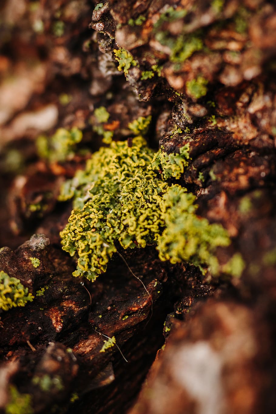 green moss on tree bark, plant, selective focus, growth, close-up HD wallpaper