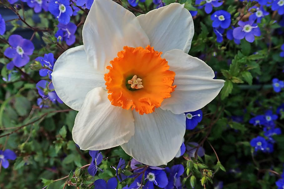 daffodil, white, flower, spring, bulb, nature, flowering plant HD wallpaper
