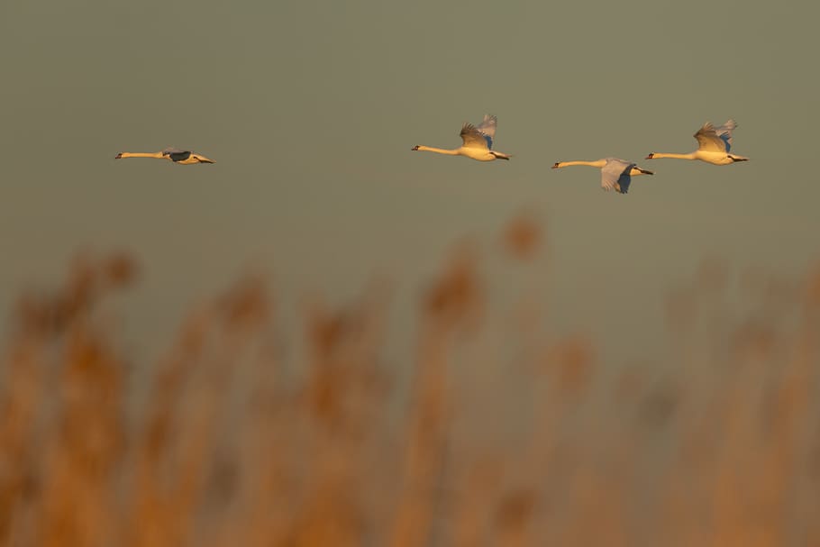 four birds, animal, flying, plant, grass, waterfowl, produce HD wallpaper