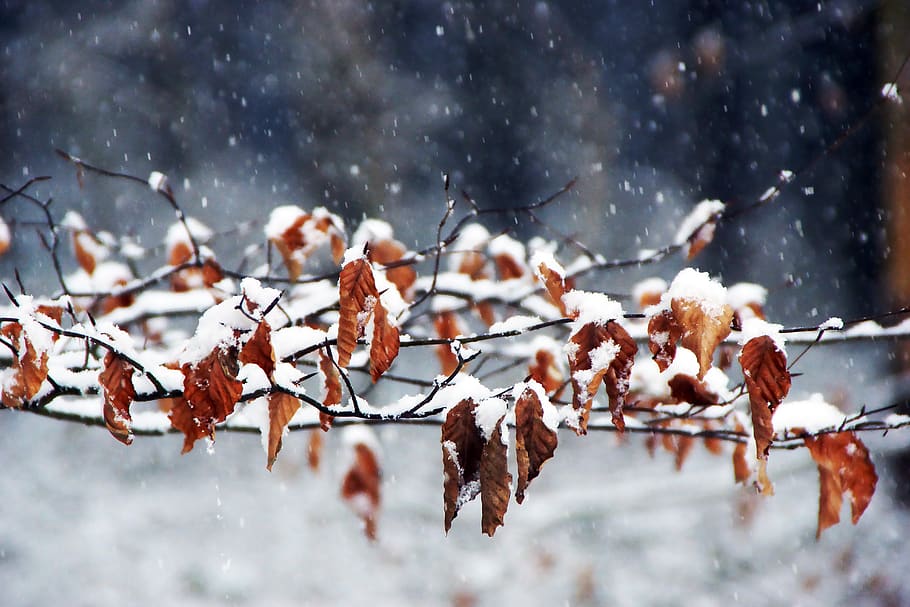 winter, autumn, wintry, tree, nature, close up, forest, cold HD wallpaper