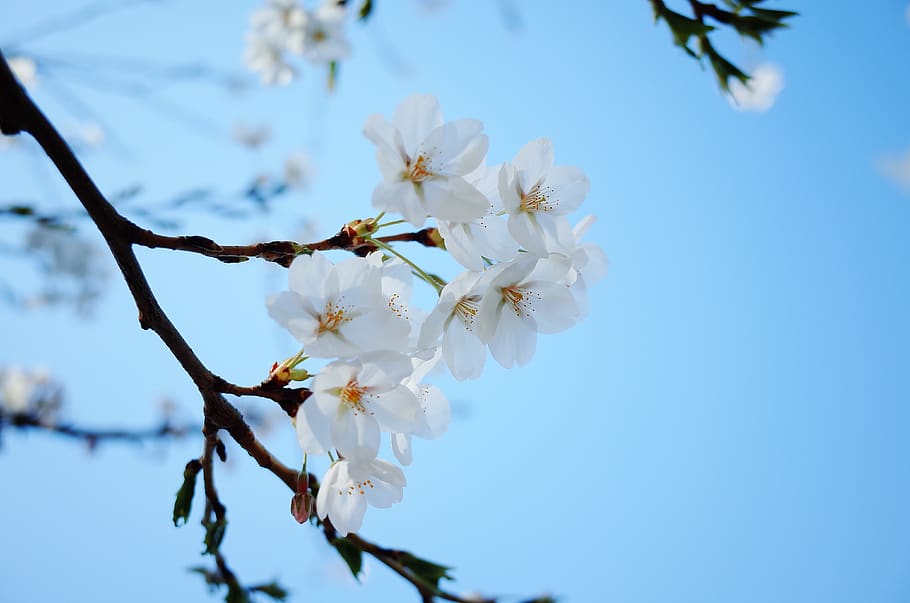 white petaled flowers, plant, blossom, cherry blossom, pollen HD wallpaper