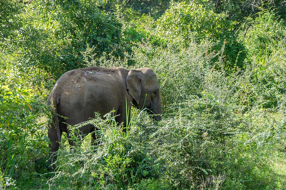 HD wallpaper: sri lankan elephant, wildlife, endangered, animal, mammal