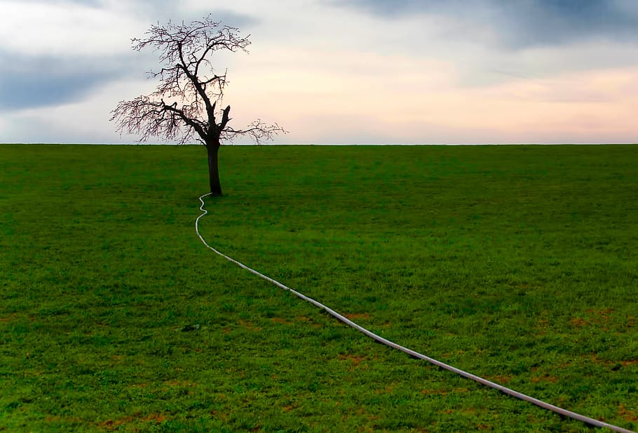landscape, tree, autumn, grass, green, hose, canle, connected HD wallpaper