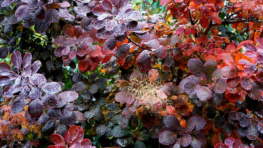 Assorted-color Petaled Flowers, botanical, branches, environment HD wallpaper