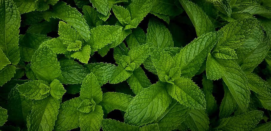 leaf, leaves, leafs, plants, outdoors, nana, mint, garden, nature HD wallpaper