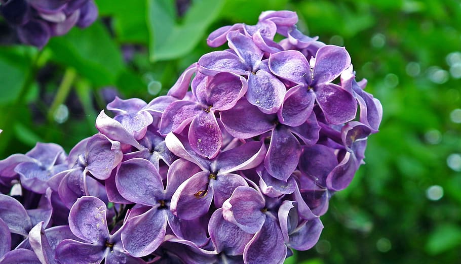without, violet, sprig, nature, spring, decorative, flowers HD wallpaper