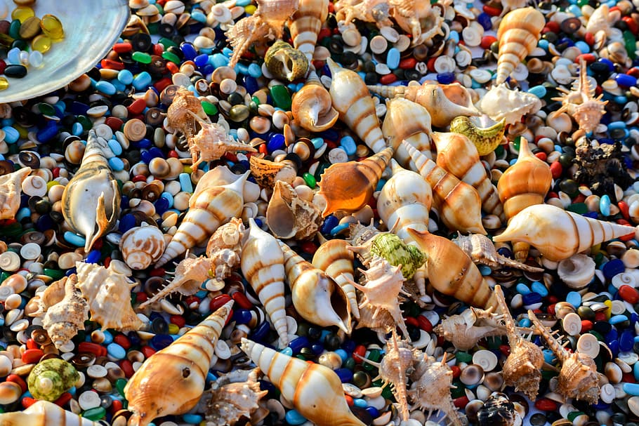 india, indian ocean, shells, sea, jewelry, creatures, colors HD wallpaper