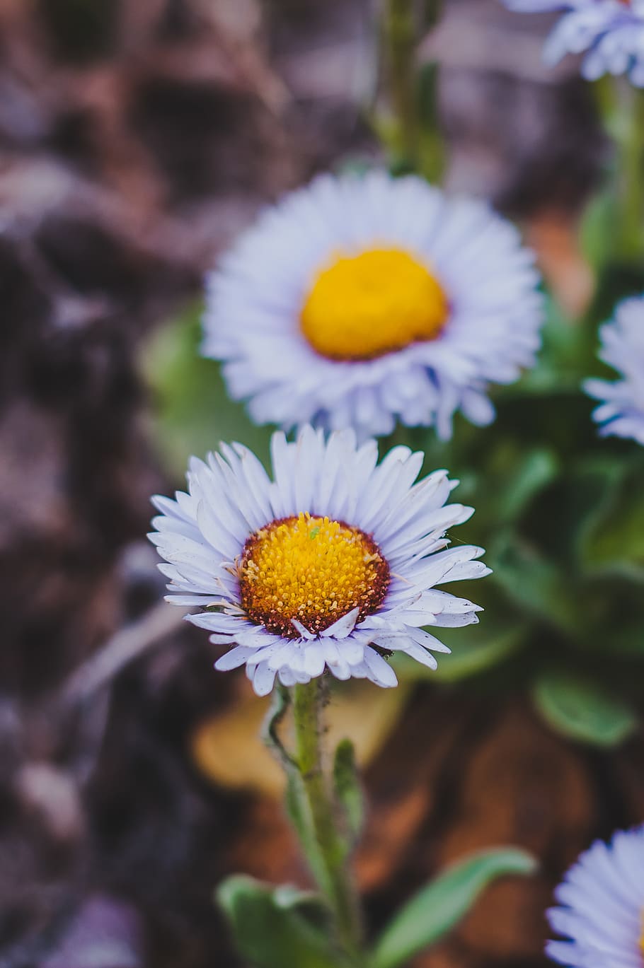 plant, blossom, daisies, daisy, pollen, chickweed flower, united states, HD wallpaper