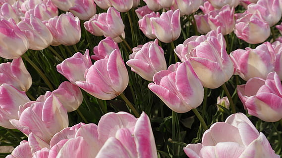 tulips, pink, tulip fields, bulb, netherlands, spring, holland HD wallpaper