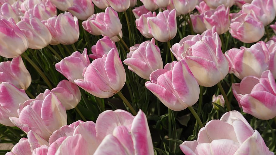 tulips, pink, tulip fields, bulb, netherlands, spring, holland HD wallpaper