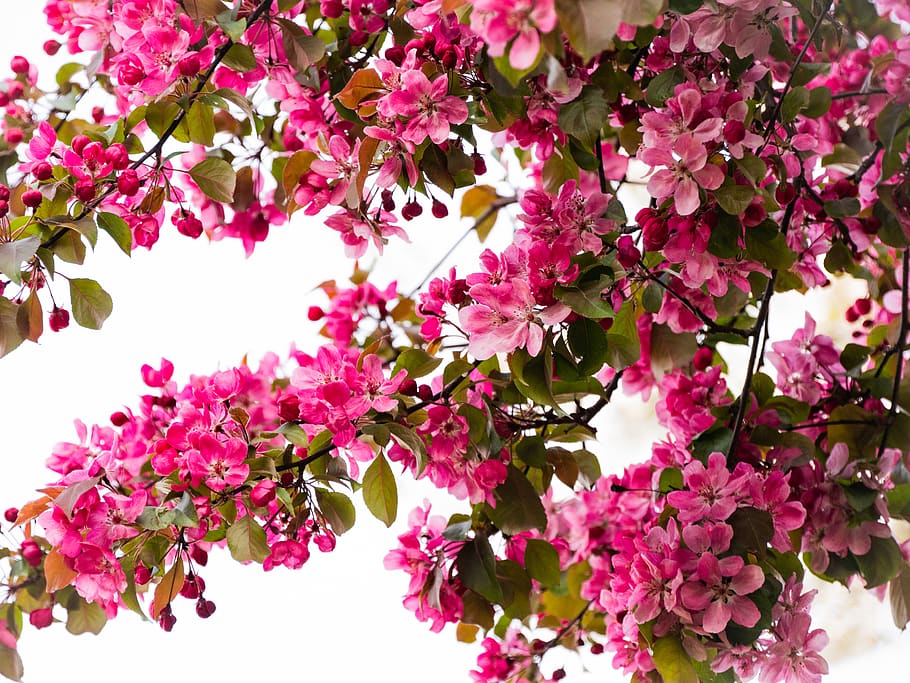 pink cherry blossom tree, plant, flower, petal, spring, summer, HD wallpaper