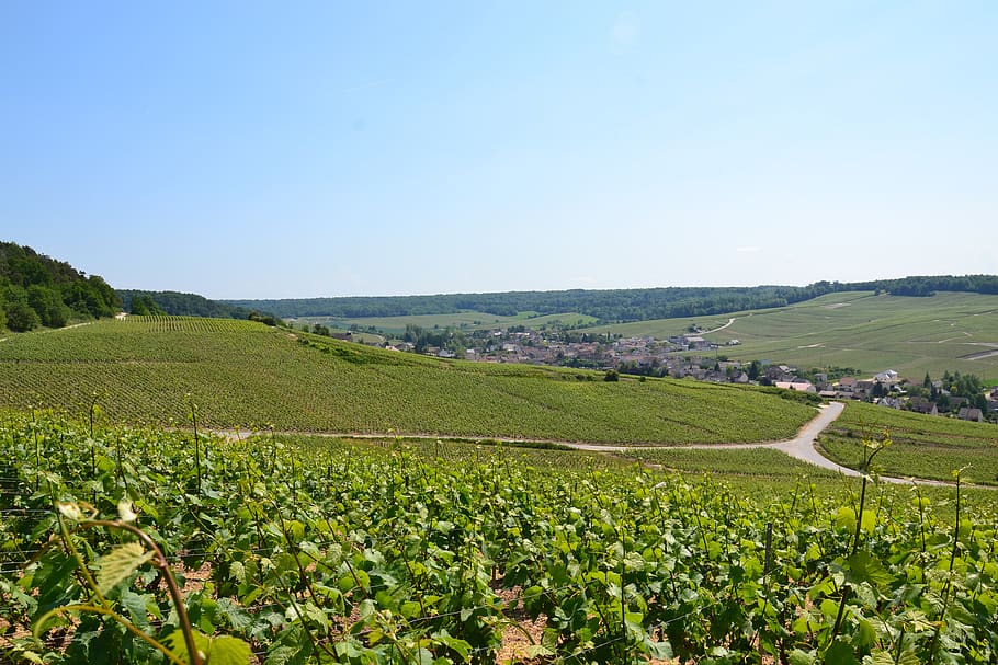 champagne, vine, wine, vineyard, grapes, green, landscape, scenics - nature HD wallpaper