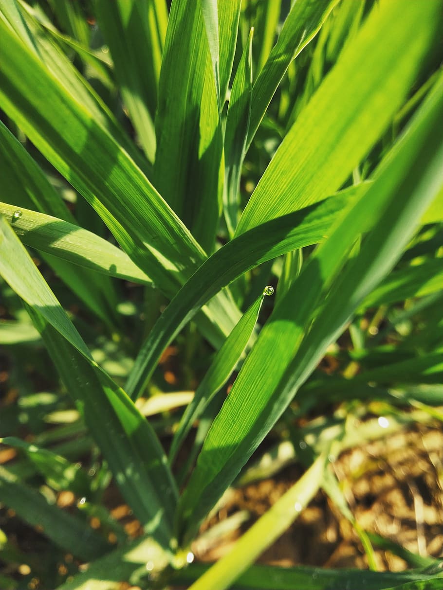 green leafs, dew drops, focus, macro, grass, dewdrop, green color HD wallpaper