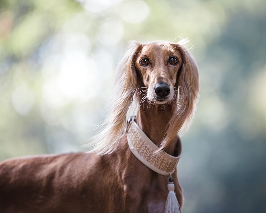 short-coated brown dog, domestic, one animal, pets, domestic animals HD wallpaper