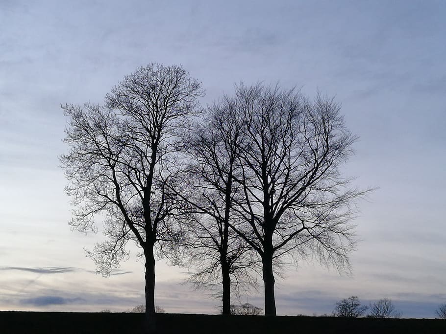 trees, sky, flock, blue, plant, bare tree, beauty in nature HD wallpaper