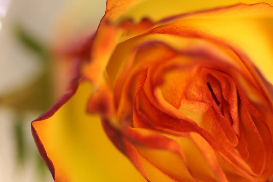 rose, leaf, blossom, bloom, flower, plant, love, petals, romantic HD wallpaper