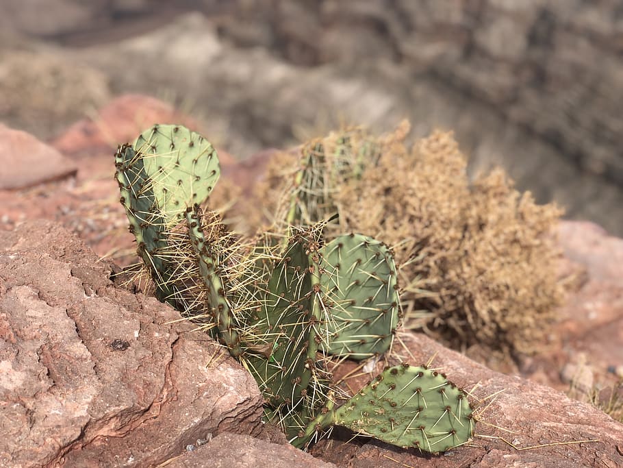 cactus, cacti, rocks, landscape, plant, succulent plant, growth HD wallpaper