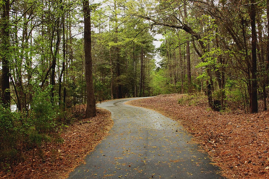 trees, lake, forest, nature, rainy, rainy day, path, pathway HD wallpaper