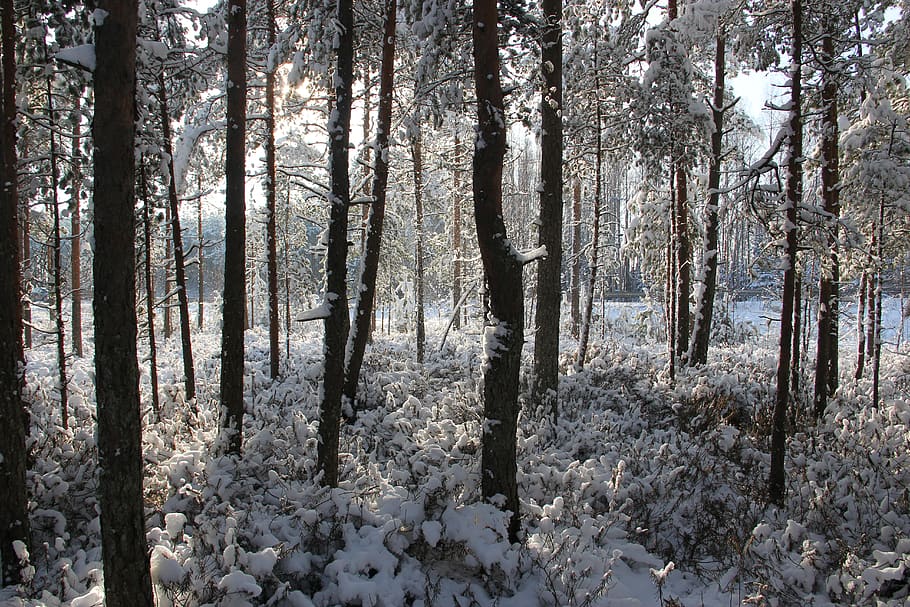Photo of Forest Covered of Snow, branches, cold, daytime, environment HD wallpaper