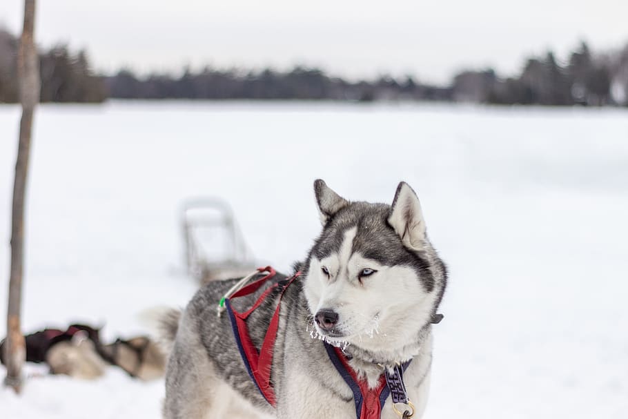 HD wallpaper: Siberian husky on snow, winter, cold temperature, one animal  | Wallpaper Flare