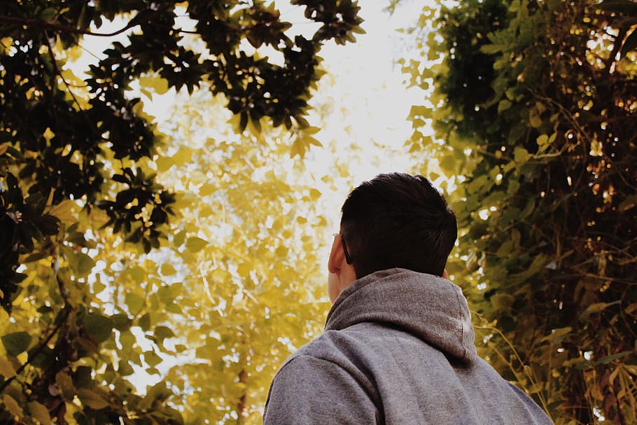 Low Angle Photography of Man Standing Under Green Trees, color HD wallpaper