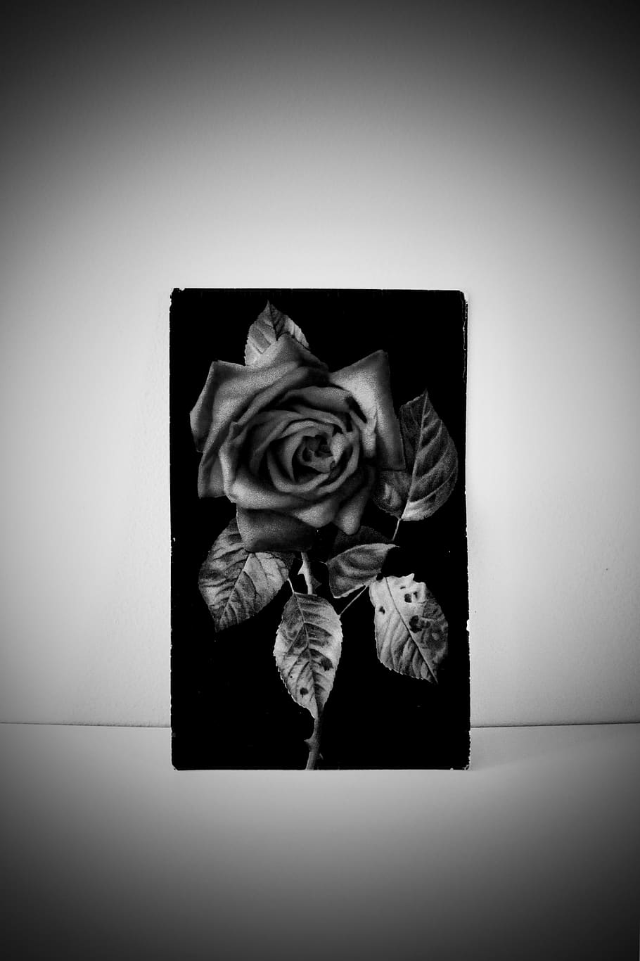 rose, rose bush, plant, black and white, shade, shadow, photograph, HD wallpaper