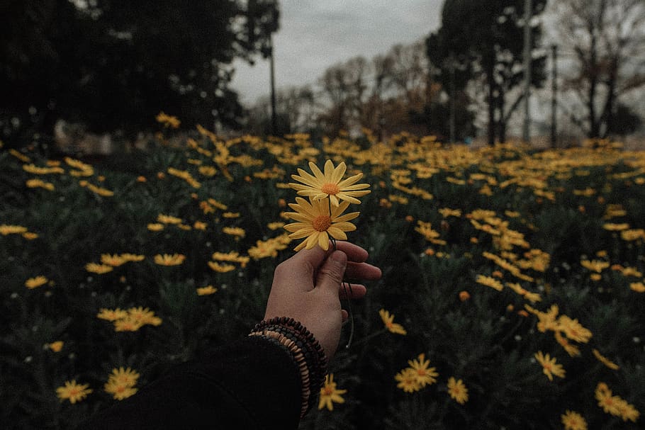 person holding yellow daisy flowers, blossom, plant, flora, asteraceae, HD wallpaper