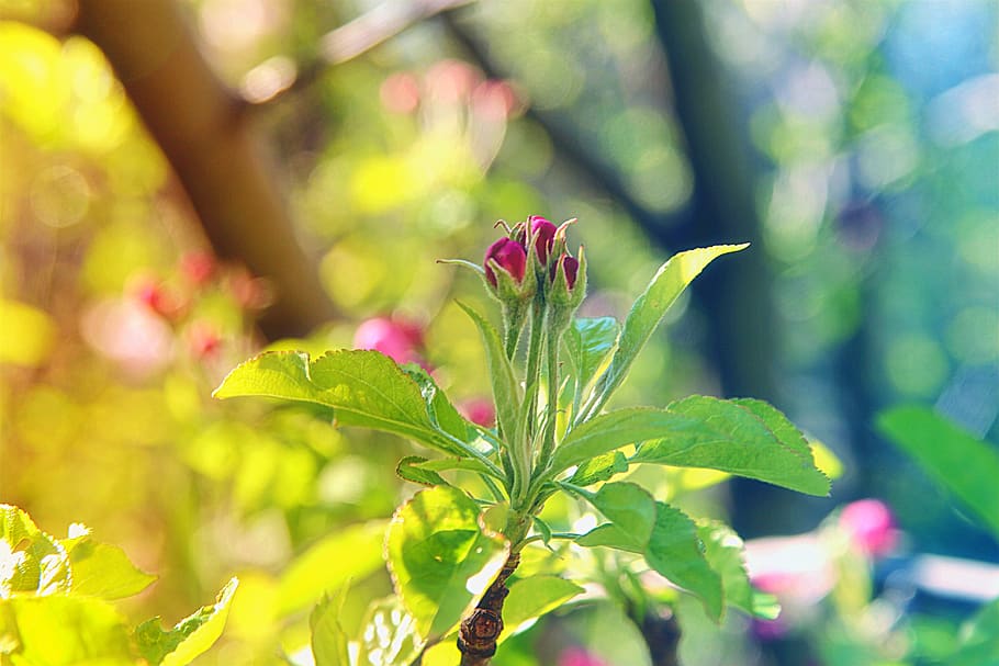 apple tree, apple tree blossom, bloom, blooming, blossoms, blossomed HD wallpaper