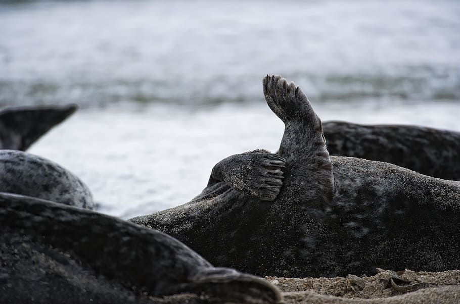 seal, lying, beach, helgoland, animal, wild, nature, animal wildlife HD wallpaper